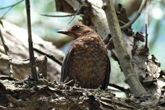 Turdus merula