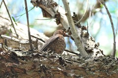 Turdus merula