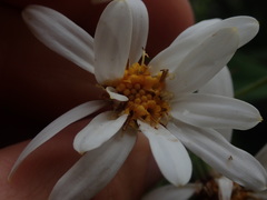 Brachyglottis hectorii