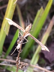 Platyptilia carduidactylus