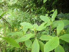 Brachyglottis hectorii