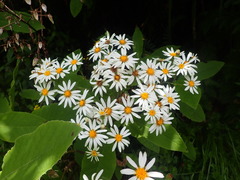 Brachyglottis hectorii