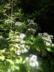 Brachyglottis hectorii