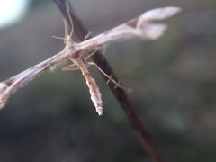 Platyptilia carduidactylus