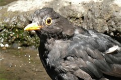 Turdus merula