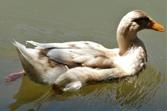 Anas platyrhynchos domesticus