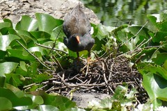 Gallinula tenebrosa
