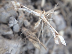 Platyptilia carduidactylus