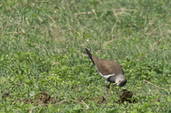 Vanellus melanopterus