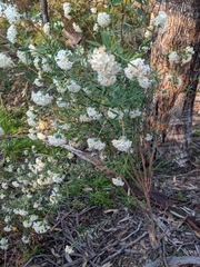 Pimelea stricta