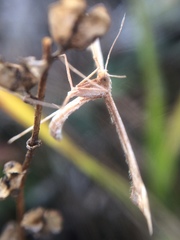 Platyptilia carduidactylus