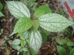 Oreocnide frutescens