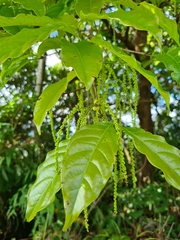 Crypteronia paniculata