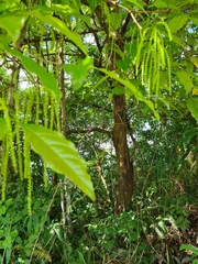 Crypteronia paniculata