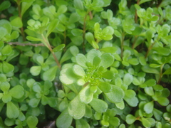 Sedum emarginatum