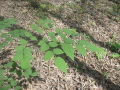 Aralia chinensis