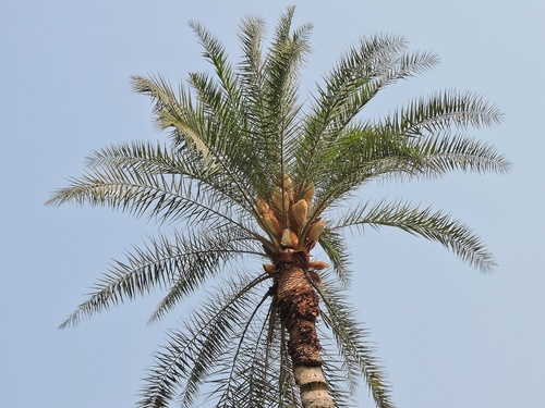 Phoenix sylvestris