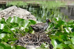 Gallinula tenebrosa