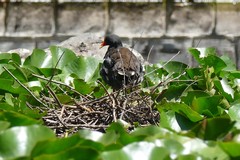 Gallinula tenebrosa