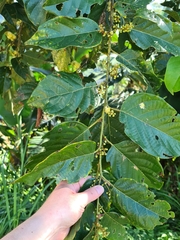 Litsea cordata