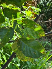 Litsea cordata