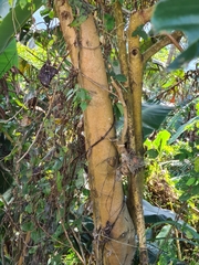 Litsea cordata