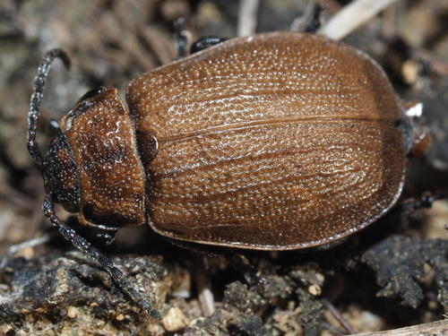 Galeruca pomonae