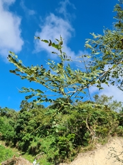 Albizia procera