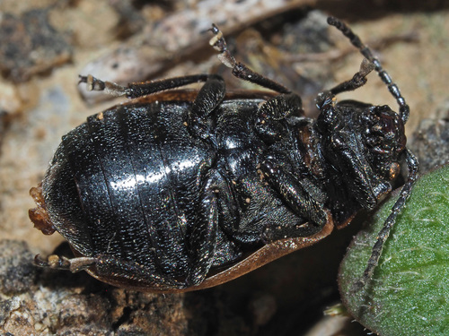 Galeruca pomonae