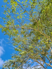Albizia procera
