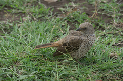 Histurgops ruficauda