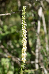 Digitalis micrantha