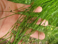 Isolepis inundata