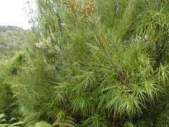 Dracophyllum arboreum
