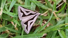 Dichromodes personalis