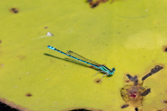 Austroagrion exclamationis