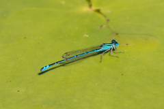 Austroagrion exclamationis
