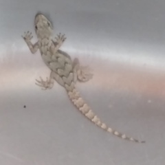 Mediodactylus danilewskii