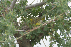 Crithagra dorsostriata