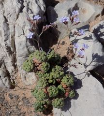 Limonium minutum