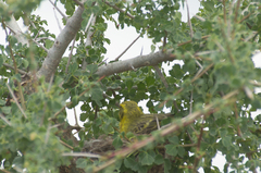 Crithagra dorsostriata