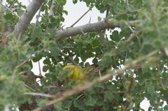 Crithagra dorsostriata