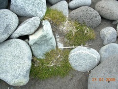 Deschampsia antarctica