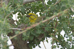 Crithagra dorsostriata