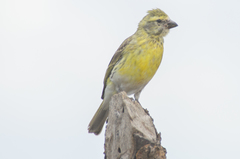 Crithagra dorsostriata