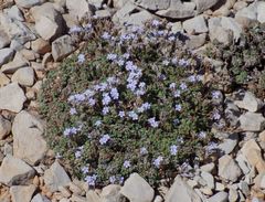 Limonium minutum