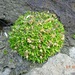 Antarctic Pearlwort - Photo (c) J. Burke Korol, some rights reserved (CC BY-NC), uploaded by J. Burke Korol