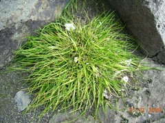 Deschampsia antarctica