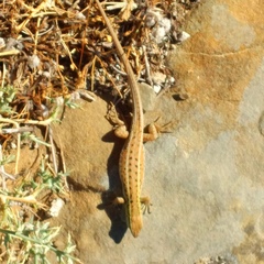 Ophisops elegans macrodactylus