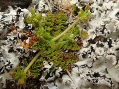 Chaerophyllum colensoi colensoi